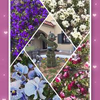 シロタエギク,パンジー,パンジー,いつもありがとう♡,GSのみなさんに感謝♡の画像