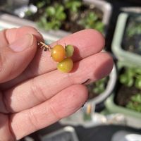 ミニトマト,ミニトマト,屋上,初心者,東京の画像