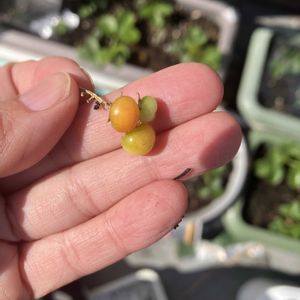 ミニトマト,ミニトマト,屋上,初心者,東京の画像