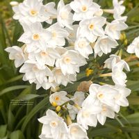 スイセン,水仙,美空の鉾,兎耳,スイセン ペーパーホワイトの画像