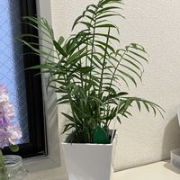 テーブルヤシ,玄関下駄箱の上にの画像