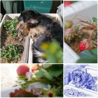 イチゴ,ミラーレス一眼,ワンワン祭り,庭の画像