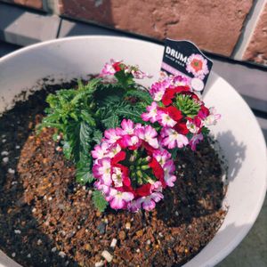 バーベナドラムス パープルレッド,ボンザ マーガレット サンセットオレンジ,花が咲いた,お花大好き♡,小さい庭の画像