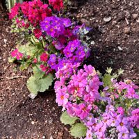 プリムラ マラコイデス,小さな庭の画像