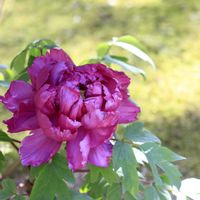 キッチン,和室,小さな庭,テラス,玄関アプローチの画像