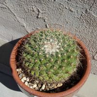 澄心丸,多肉植物,観葉植物,100均,ダイソーの画像