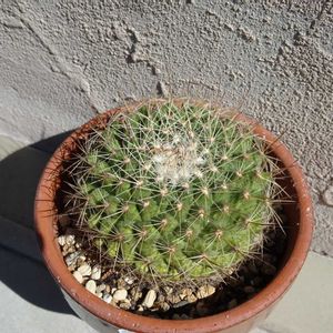 澄心丸,多肉植物,観葉植物,100均,ダイソーの画像