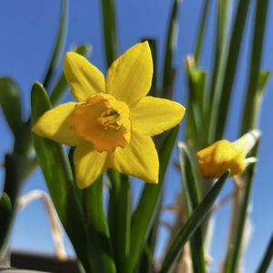 ミニ水仙,ミニスイセン,ビタミンカラー,やっと咲いた〜♡,いいお天気♪の画像