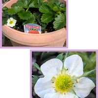 イチゴ栽培,リビング窓辺, 斑入りモンステラ,自宅の庭,鉢植え✨の画像