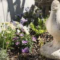 ブラキカム,ビオラ,ローダンセマム エルフピンク,オステオスペルマム マルガリータ,マイガーデンの画像