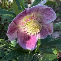 オキザリス,クリスマスローズ,クリスマスローズ,ビオラ,フィロデンドロンの画像