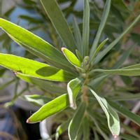 オリーブ,リューコスペルマム,オリーブ コラティナ,キングプロテア　リトルプリンス,キングプロテア　リトルプリンスの画像