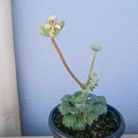 ペラルゴニウム,多肉,ペラルゴニウム　カロリヘンリキ,ペラルゴニウム　カロリヘンリキ,多肉植物の画像