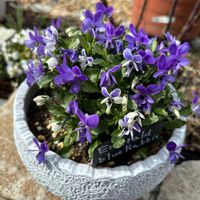 ビオラ,ネギ,ビオラ・碧いうさぎ,ラナンキュラスラックス アリアドネ,庭の画像