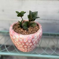 イチゴ,ツルコウジ,ガーデニング,今日の一枚,植物のある暮らしの画像