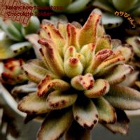 カランコエ,白樺キリン,チョコレートソルジャー,プレーリードッグ,小人の花束の画像