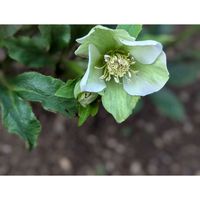 イチゴ,クリスマスローズ,チコリ,宿根イベリス,ミニスイセン テータテートの画像