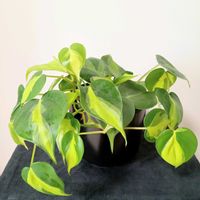 フィロデンドロン,フィロデンドロン・ブラジル,フィロデンドロン・ブラジル,My Place,フィロデンドロン属の画像