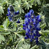 ルピナス,青い花,かわいいな♡,花のある暮らし,お花が好き♡の画像