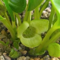 ヤブコウジ,カンアオイ,山野草,春の訪れ,チーム新潟の画像