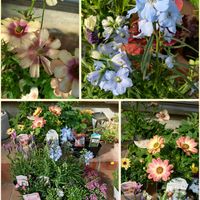 サボテン,高砂の翁,カルメナエ,エルサム,高砂の画像