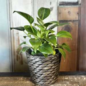 フィロデンドロン・バーキン,フィロデンドロン・バーキン,ダイソー出身,今日のお花の画像