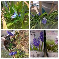 イチゴ,ヒヤシンス,ムスカリ,ムスカリ,花かんざしの画像