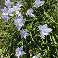 ハナニラ,アメリカフウロ,カタバミ,ノボロギク,ウンナンオウバイの画像