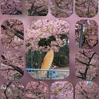 ウメ,バコパ,河津桜,河津桜,河津桜の画像