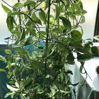 オーニソガラム,オレガノ,葉牡丹,フキ,ラベーンダーの画像