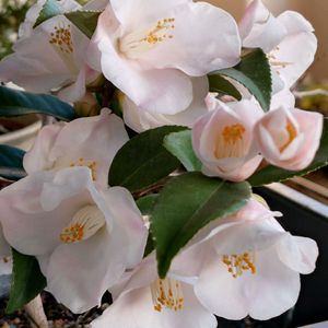 かほり椿 春風,盆栽,春風,かほり椿,棚の画像