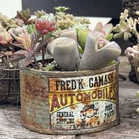 リトープス,多肉植物,多肉植物寄せ植え,多肉寄せ植え,みどりのある暮らしの画像