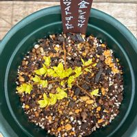 シモツケ ,黄金シモツケ ホワイトゴールド,鉢植え,挿し木,花のある暮らしの画像