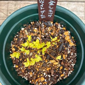 シモツケ ,黄金シモツケ ホワイトゴールド,鉢植え,挿し木,花のある暮らしの画像