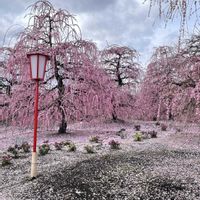 しだれ梅,お出かけ先の画像