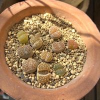 リトープス,福来玉,多肉植物,モスポット,リトープス脱皮の画像