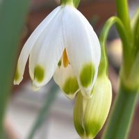 スノーフレーク,かわいい,きれい,花のある暮らし,いやし♡の画像