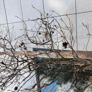 ナツツバキの画像