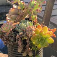 虹の玉,薄化粧,多肉植物,かわいい,普及種の画像