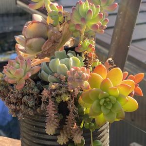 虹の玉,薄化粧,多肉植物,かわいい,普及種の画像