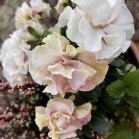 イチゴ,カルーナ,パンジー　ドラキュラ,パンジーシュシュ,ファンジーの画像