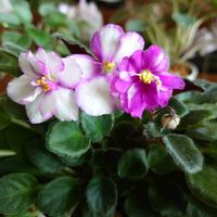 セントポーリア,カラテア,カラテア サンデリアーナ,ミニセントポーリア,観葉植物の画像