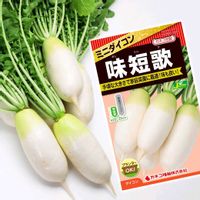 大根,カネコ種苗,味短歌の画像