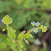 キュウリグサ,キュウリグサ,道端の草花,草花大好き,小さな草花の画像