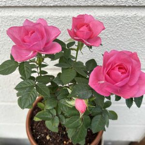 ミニバラ,ミニスイセンの画像