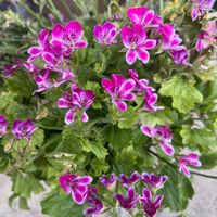 ペラルゴニウムの画像