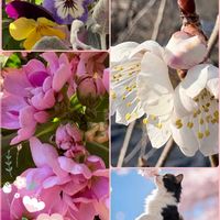 サクランボ,ストック,ビオラ,春が来たよ♡♡♡,春が来たにゃの画像