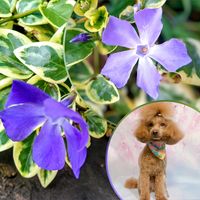 ガザニア,ガザニア,ツルニチニチソウ,ルーチェ,黄色い花の画像