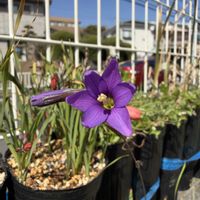 イキシア,イキシア・ラムロサ,秋植え球根,山野草,原種の画像