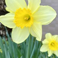 スイセン,スミレ,水仙,ラッパスイセン,２０２５年同期の画像